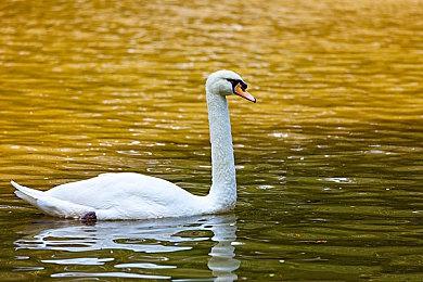 《影之刃零》大量细节公布 游戏全流程30-40小时